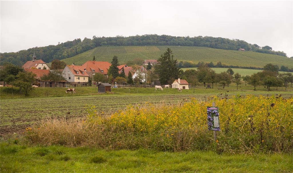 Blühmischungen und Zwischenfrüchte prägen das Landschaftsbild und sorgen auch im im Herbst für Farbtupfer auf den Feldern rund um den Elfinger Hof. Fotos: Friopics