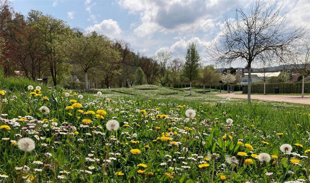 Blühwiesen in den Enzgärten. Foto: privat
