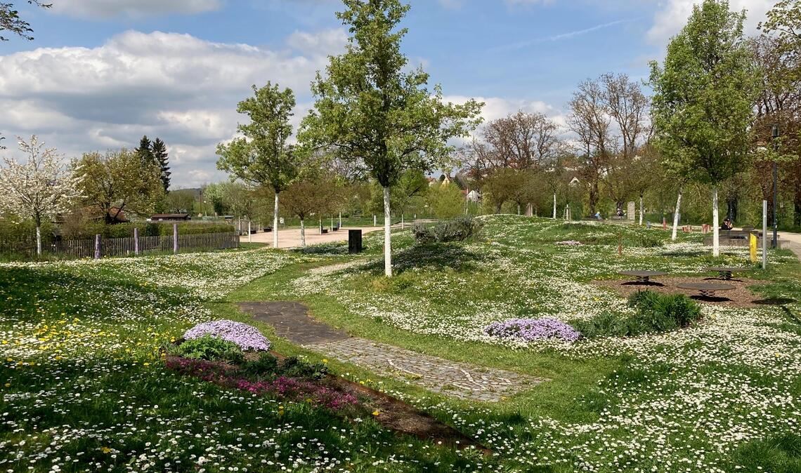 Blühwiesen sehen nicht nur hübsch aus, sondern sind auch wichtig für Insekten. Foto: privat