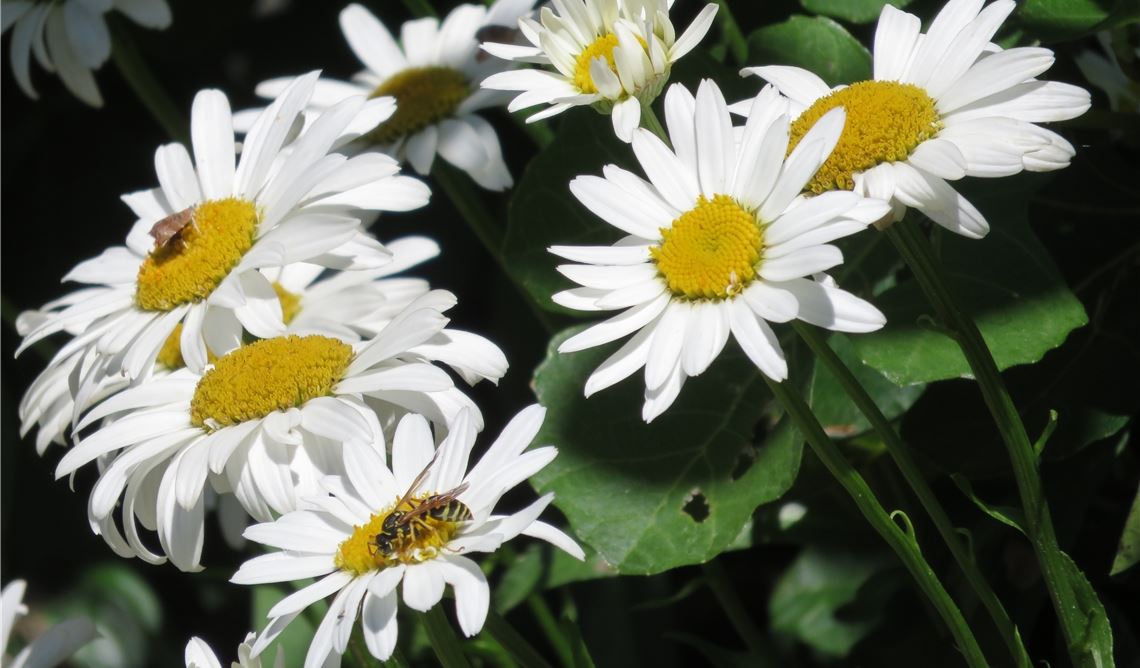 Blüten vor dem Haus, die von Insekten besucht werden, sind in Zeiten der Steingärten keine Selbstverständlichkeit mehr. Aber nicht nur im privaten Umfeld, sondern auch im öffentlichen Raum sollen die Lebensbedingungen für Biene, Schmetterling, Wespe und Co. verbessert werden – unter anderem durch kommunale Blühstreifen. Foto: Becker