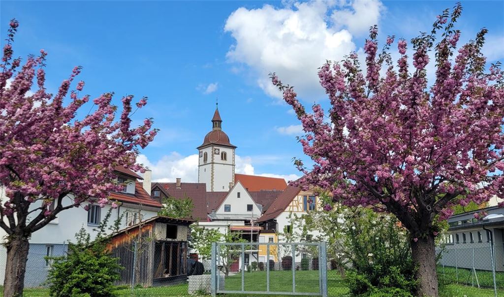 Blütenspalier für die Knittlinger Kirche. Foto: Wolfgang Kroh, Knittlingen