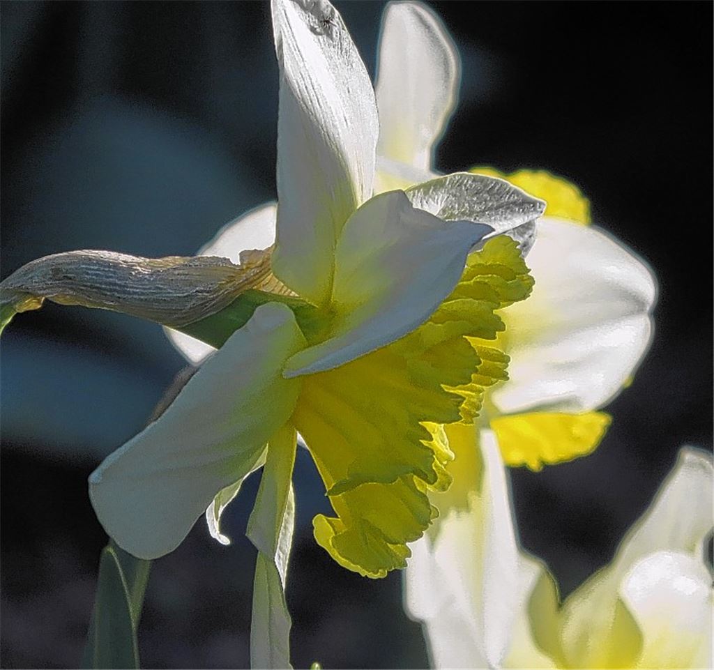 Blumen für alle, die heute Geburtstag haben. Wer möchte, kann in Zukunft an dieser Stelle ein eigenes Foto platzieren. Bitte per E-Mail schicken an redaktion@muehlacker-tagblatt.de.cb