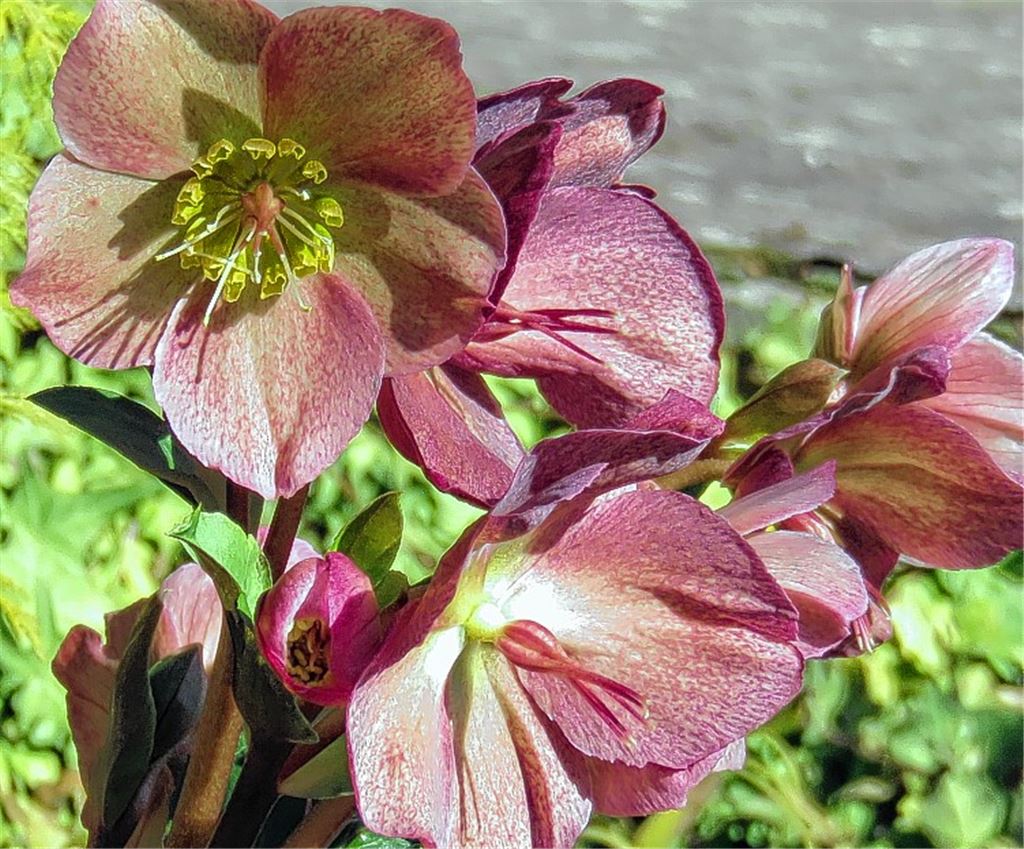 Blumen für alle, die heute Geburtstag haben. Wer möchte, kann in Zukunft an dieser Stelle ein eigenes Foto platzieren. Bitte per E-Mail schicken an redaktion@muehlacker-tagblatt.de.cb