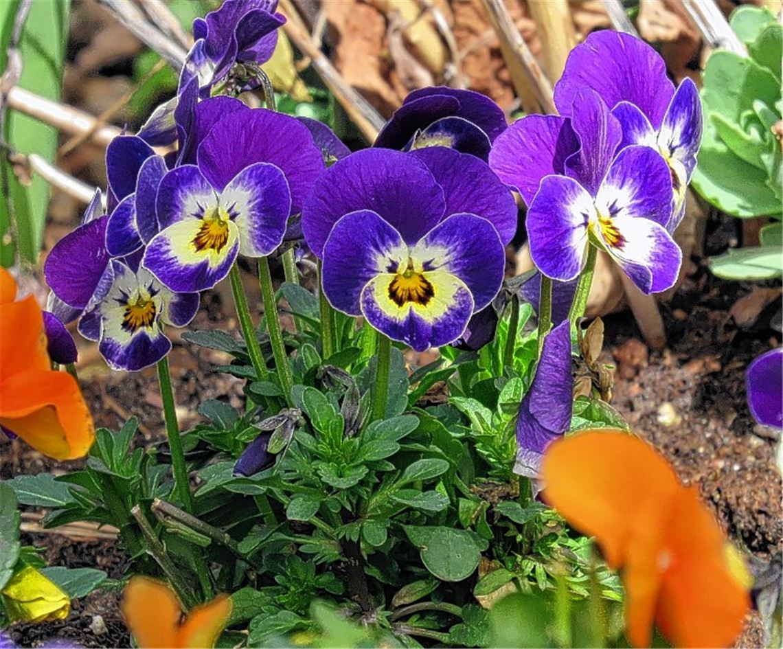 Blumen für alle, die heute Geburtstag haben. Wer möchte, kann in Zukunft an dieser Stelle ein eigenes Foto platzieren. Bitte per E-Mail schicken an redaktion@muehlacker-tagblatt.de.cb