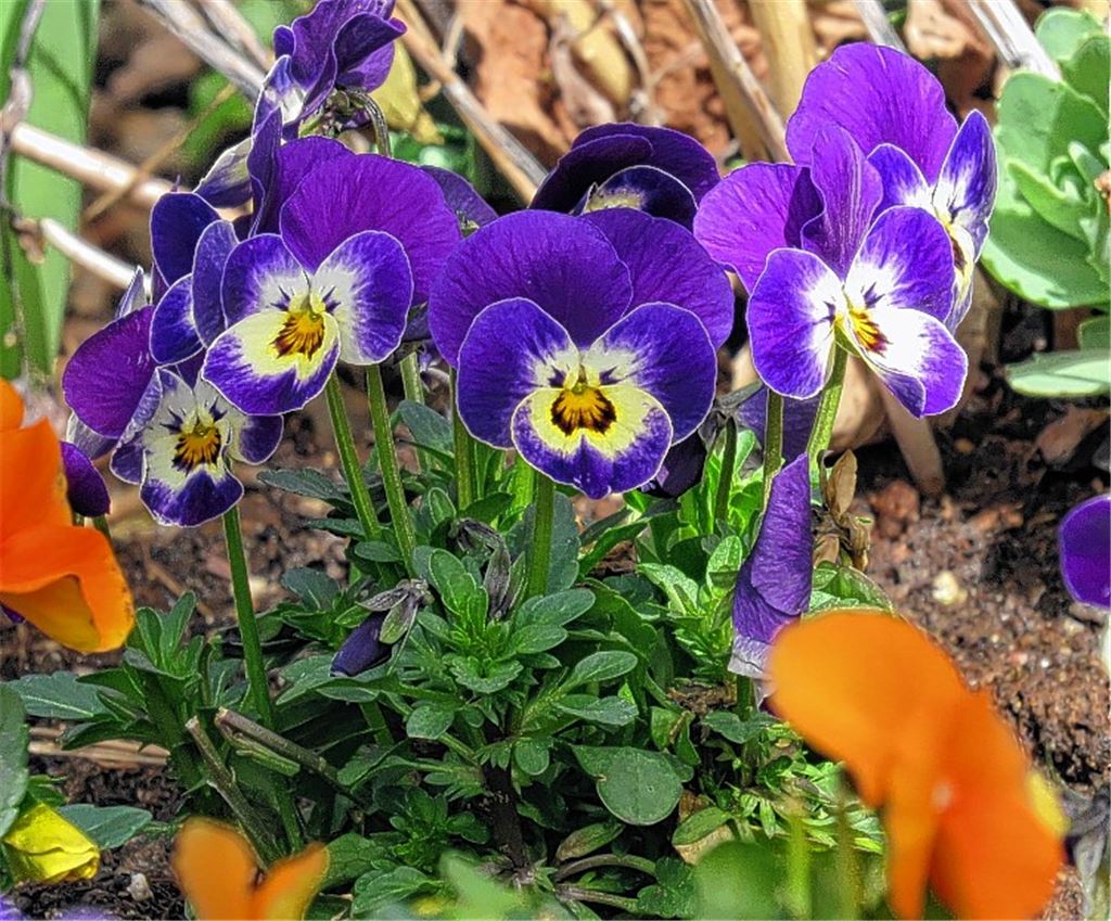 Blumen für alle, die heute Geburtstag haben. Wer möchte, kann in Zukunft an dieser Stelle ein eigenes Foto platzieren. Bitte per E-Mail schicken an redaktion@muehlacker-tagblatt.de.cb