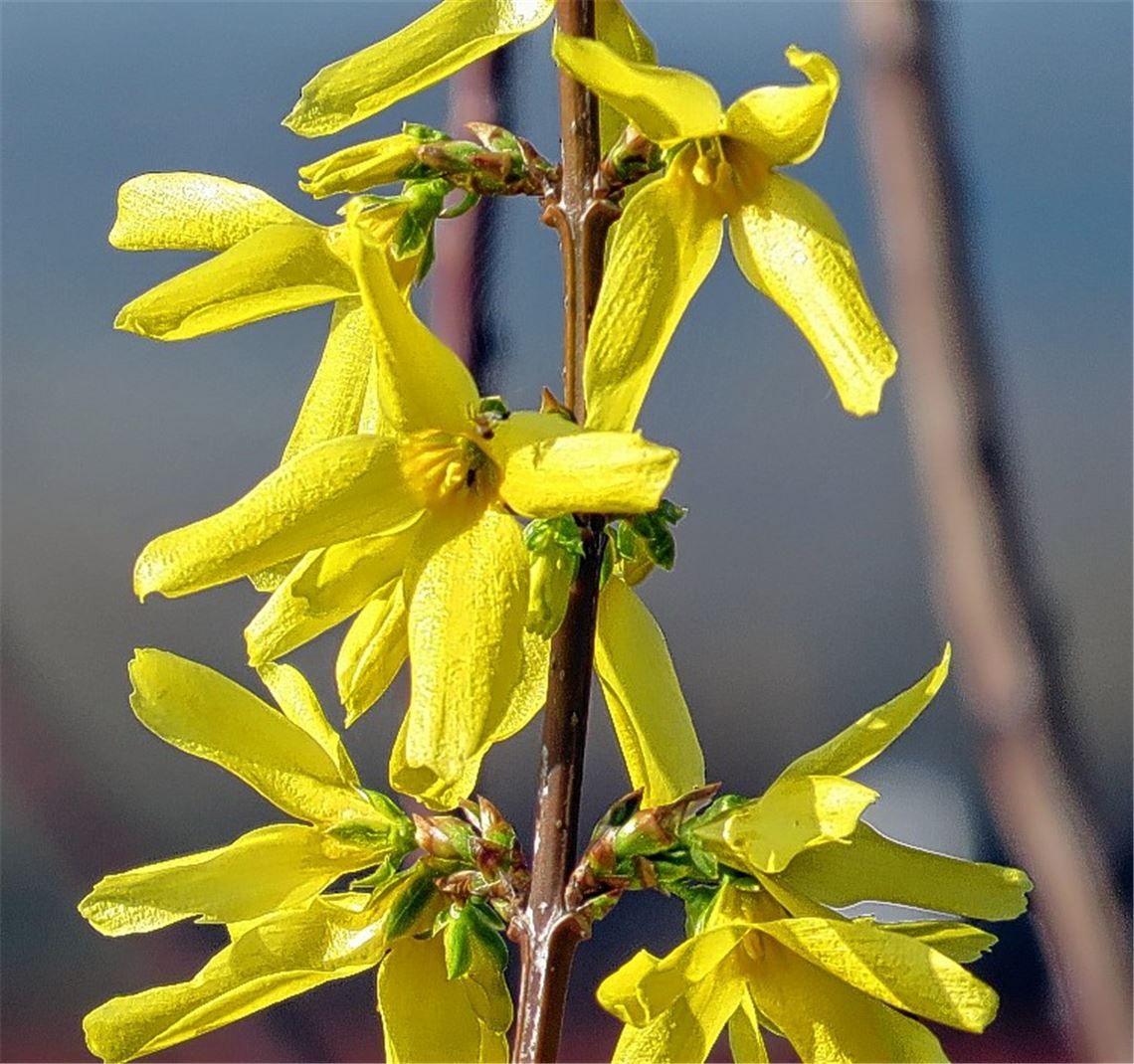 Blumen für alle, die heute Geburtstag haben. Wer möchte, kann in Zukunft an dieser Stelle ein eigenes Foto platzieren. Bitte per E-Mail schicken an redaktion@muehlacker-tagblatt.de.cb