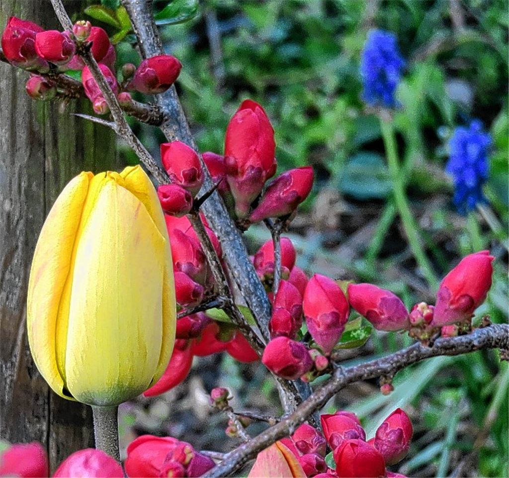 Blumen für alle, die heute Geburtstag haben. Wer möchte, kann in Zukunft an dieser Stelle ein eigenes Foto platzieren. Bitte per E-Mail schicken an redaktion@muehlacker-tagblatt.de.cb