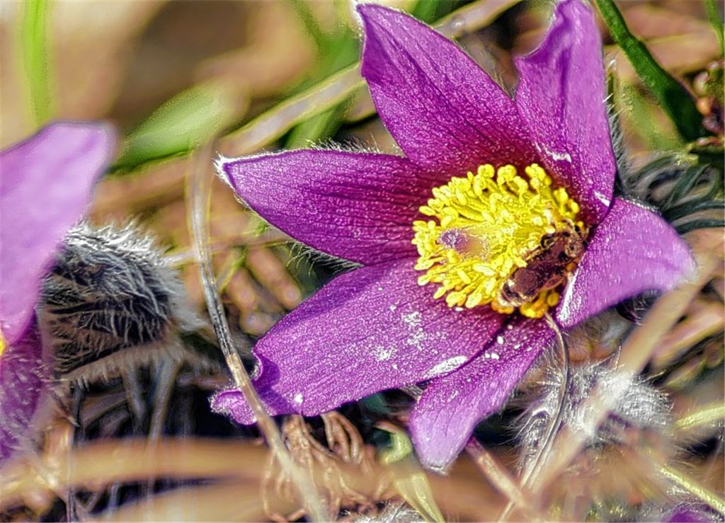 Blumen für alle, die heute Geburtstag haben, von Karin Klumpp aus Lomersheim. Wer möchte, kann blühende Hingucker per E-Mail schicken an redaktion@muehlacker-tagblatt.de.