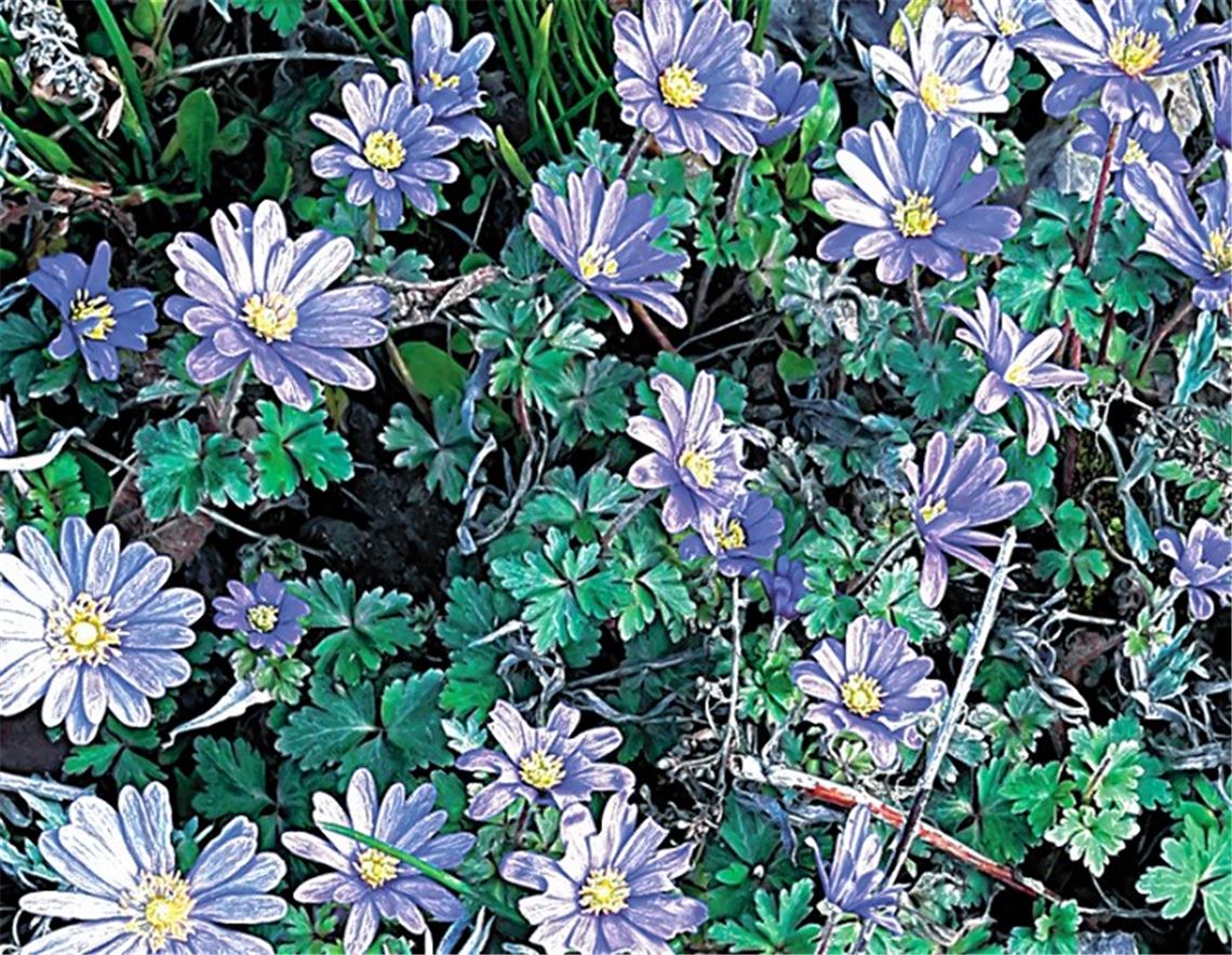 Blumen für alle, die heute Geburtstag haben, von Ute Meller aus Schmie. Wer möchte, kann blühende Hingucker per E-Mail schicken an redaktion@muehlacker-tagblatt.de.