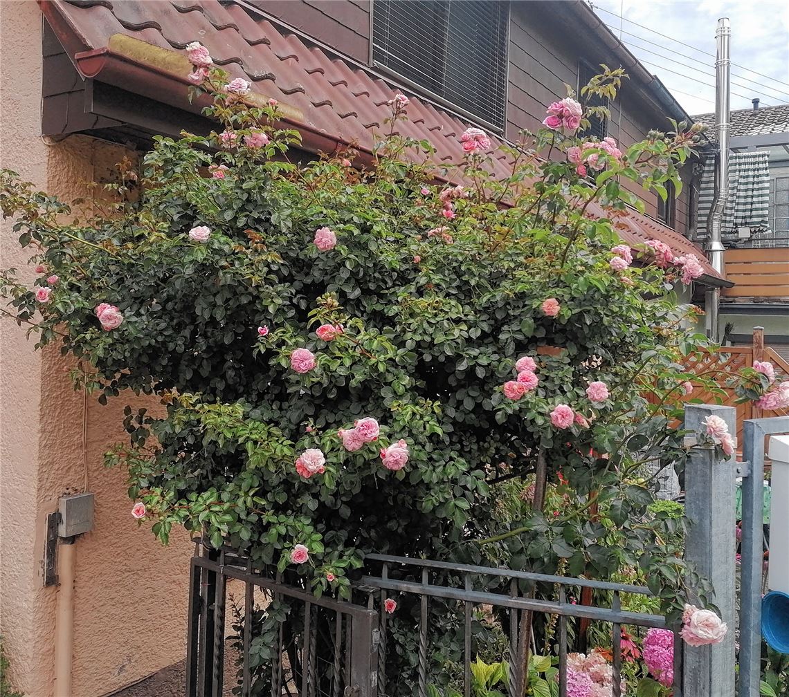 Blumengruß aus dem Enzberger Garten seiner Oma Rose, gesendet von Markus Reinhardt.