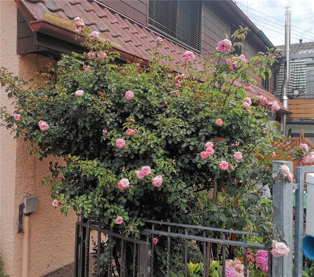 Blumengruß aus dem Enzberger Garten seiner Oma Rose, gesendet von Markus Reinhardt.
