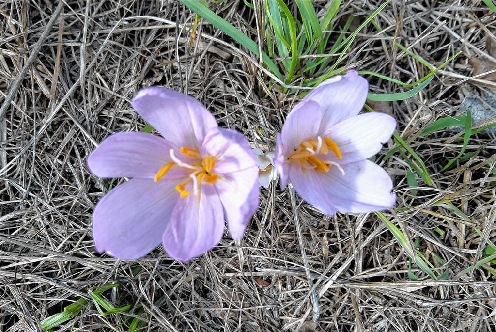 Blumengruß für alle, die heute Geburtstag haben, von Wolfgang Scheible.