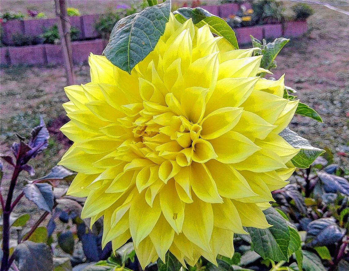 Blumengruß für alle, die heute Geburtstag haben, von Barbara Zink aus Sternenfels.