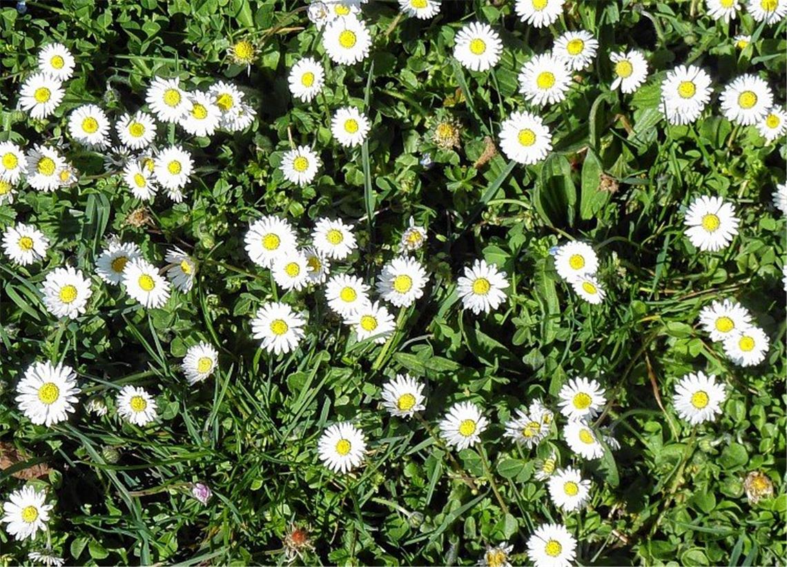 Das Geburtstagskind des Tages