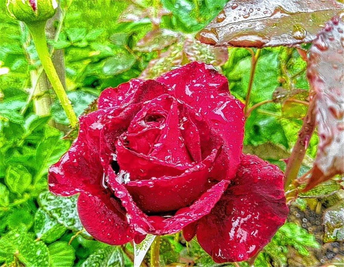 Das Geburtstagskind des Tages