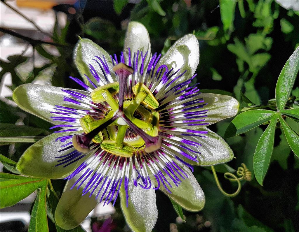 Das Geburtstagskind des Tages