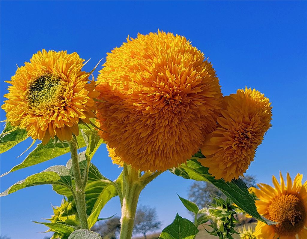 Das Geburtstagskind des Tages