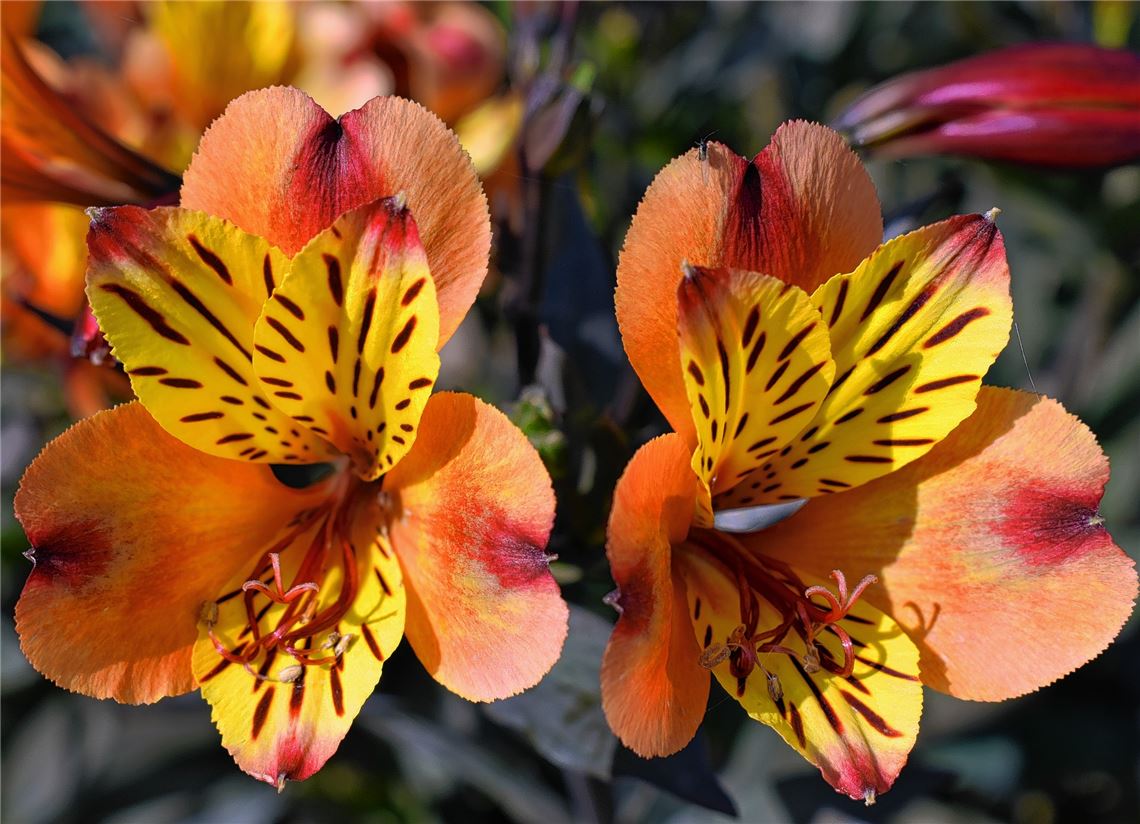 Blumengruß für alle, die heute Geburtstag haben, von Eveline Mayer aus Mühlhausen.