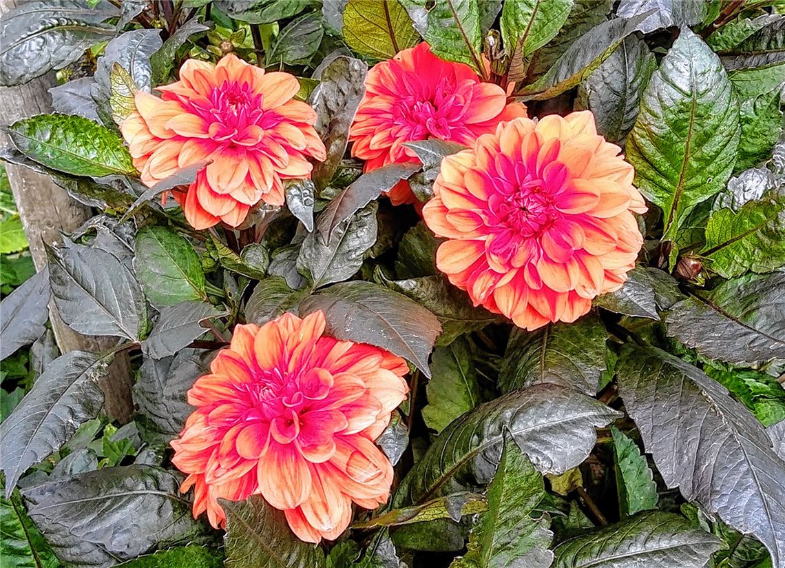 Blumengruß für alle, die heute Geburtstag haben, von Barbara Zink aus Sternenfels.