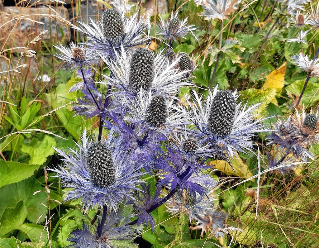 Blumengruß für alle, die heute Geburtstag haben, von Elisabeth Pollak aus Lienzingen.