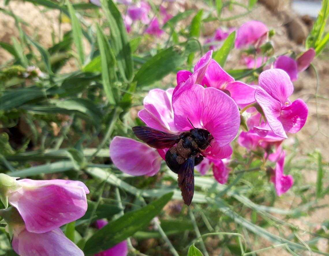 Blumengruß für alle, die heute Geburtstag haben, von Joachim Schweikert.