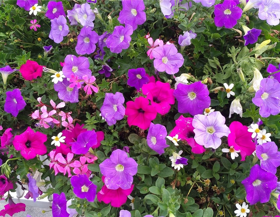 Blumengruß für alle, die heute Geburtstag haben, von Ingeborg Linz.