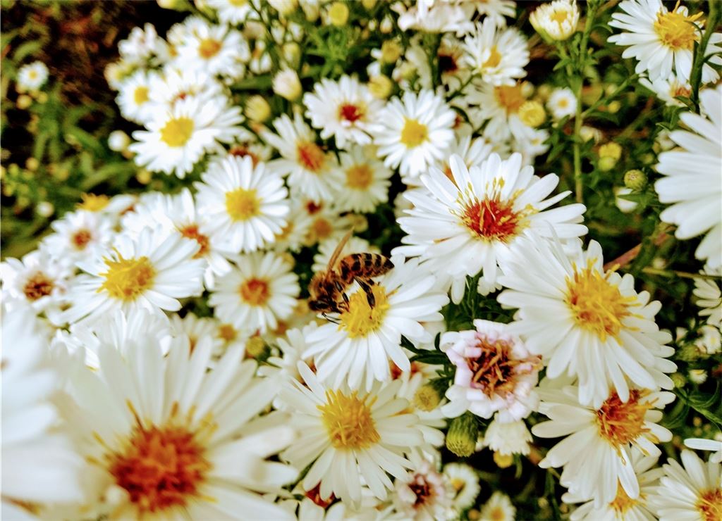 Blumengruß für alle, die heute Geburtstag haben, von Wolfgang Scheible.