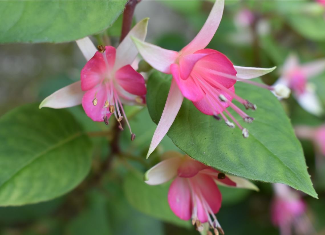 Blumengruß für alle, die heute Geburtstag haben, von Eveline Mayer aus Mühlhausen.