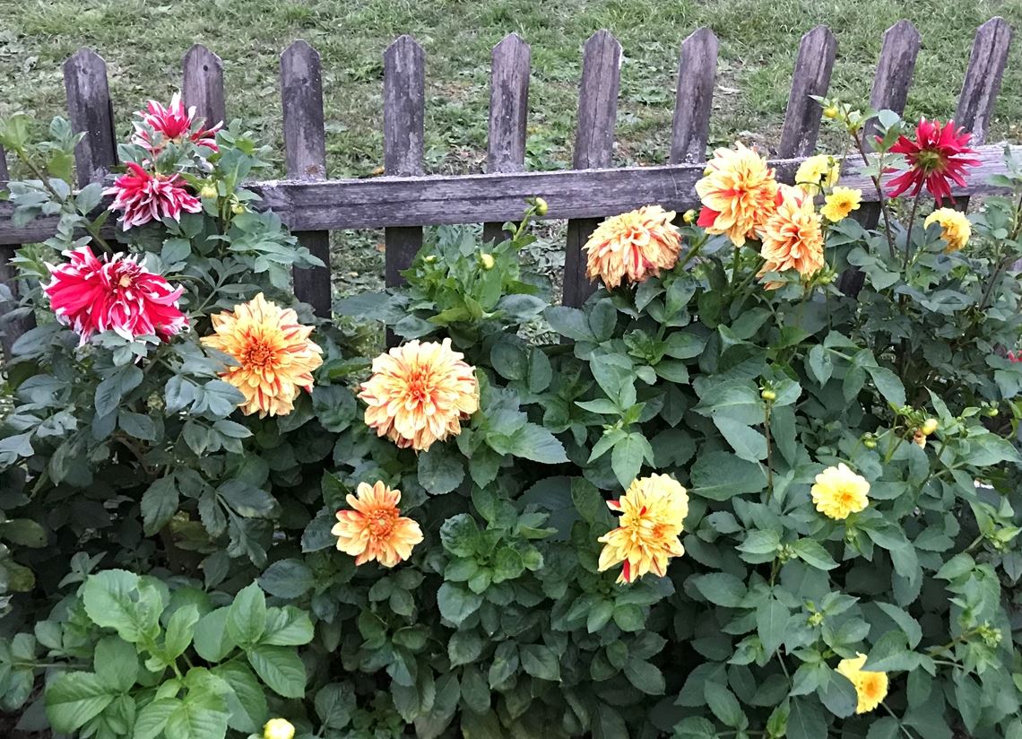 Blumengruß für alle, die heute Geburtstag haben, von Christine Denner.