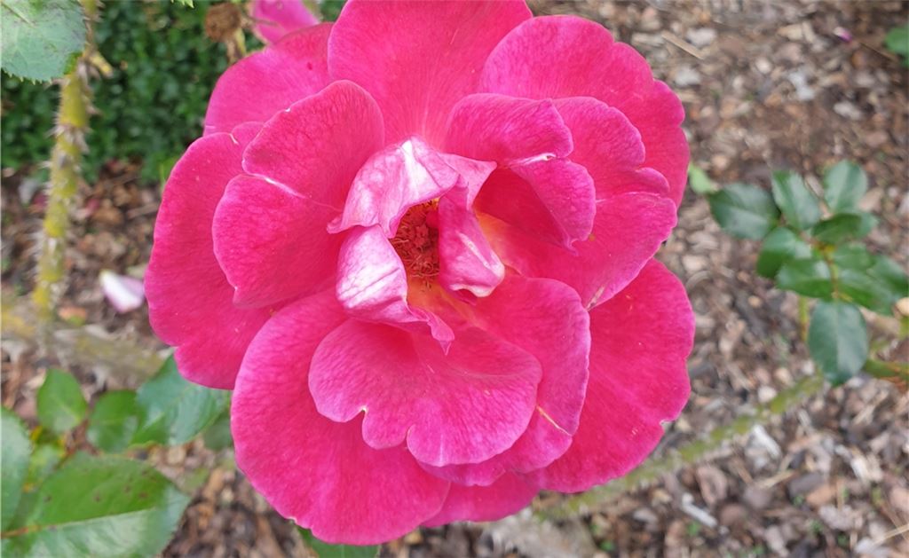 Blumengruß für alle, die heute Geburtstag haben, von Barbara Kienzle aus Ötisheim.