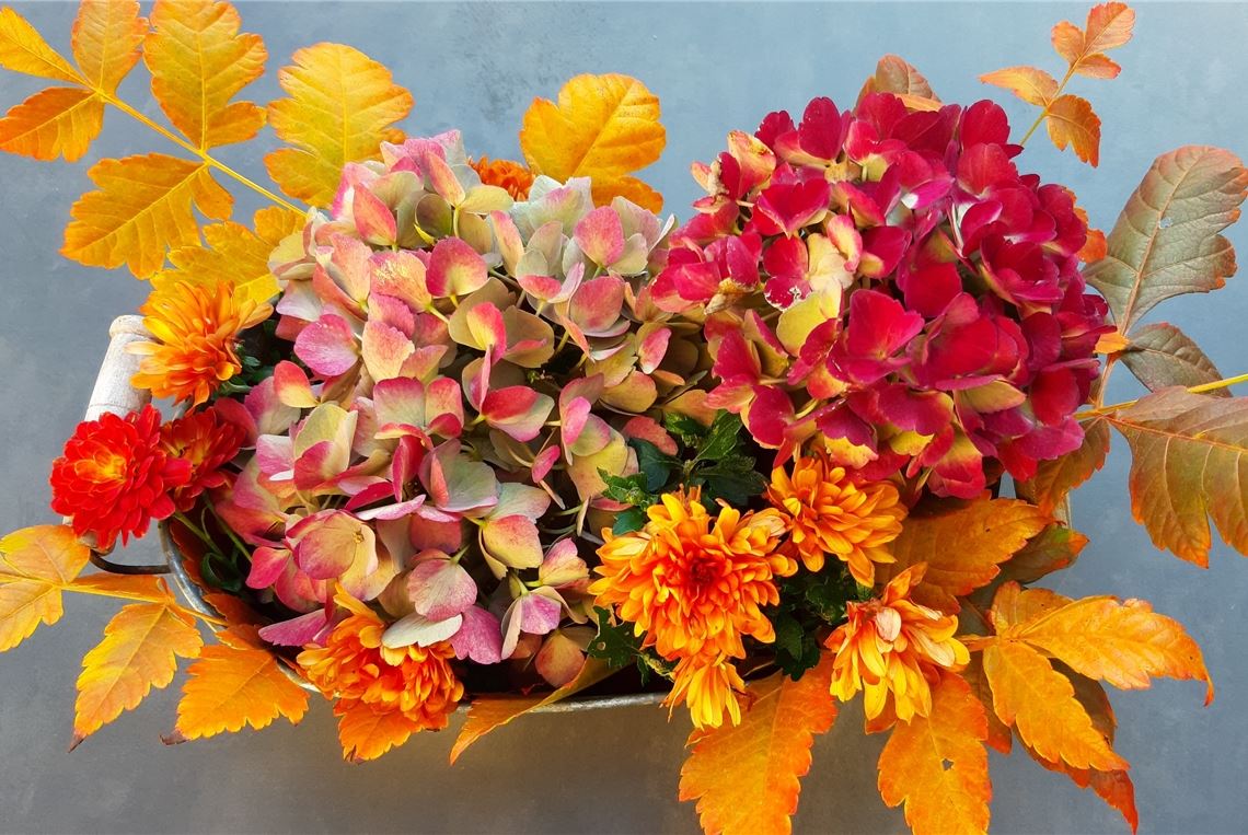 Blumengruß für alle, die heute Geburtstag haben, von Hildegard Seichter, Mühlacker.