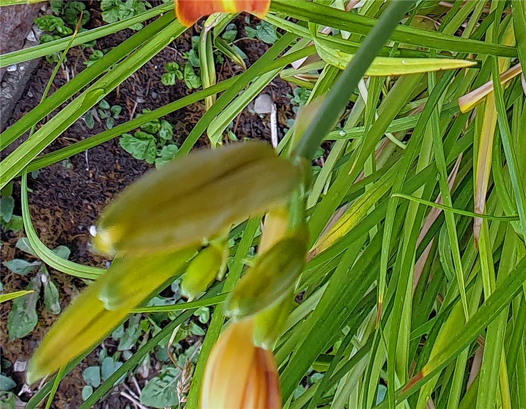 Blumengruß für alle, die heute Geburtstag haben, von Barbara Kienzle, Ötisheim.