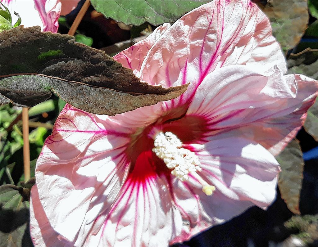 Blumengruß für alle, die heute Geburtstag haben, von Rosemarie Märkle.