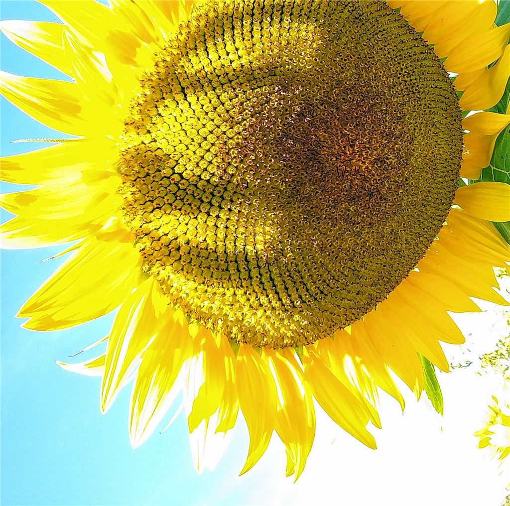 Blumengruß für alle, die heute Geburtstag haben, von Wolfgang Scheible .