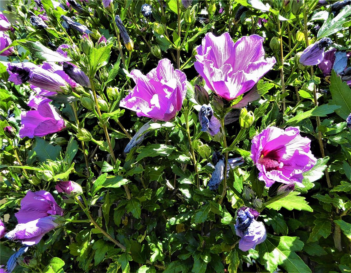 Blumengruß für alle, die heute Geburtstag haben, von Norbert Möller.