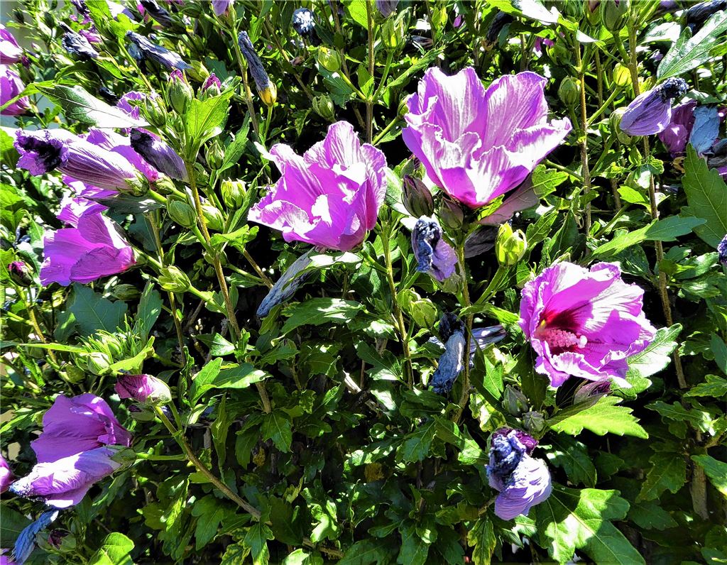 Blumengruß für alle, die heute Geburtstag haben, von Norbert Möller.