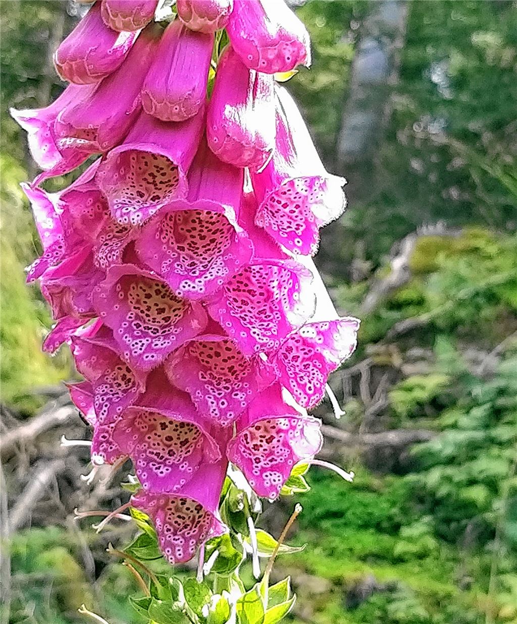 Blumengruß für alle, die heute Geburtstag haben, von Wolfgang Frommer, Zaisersweiher.