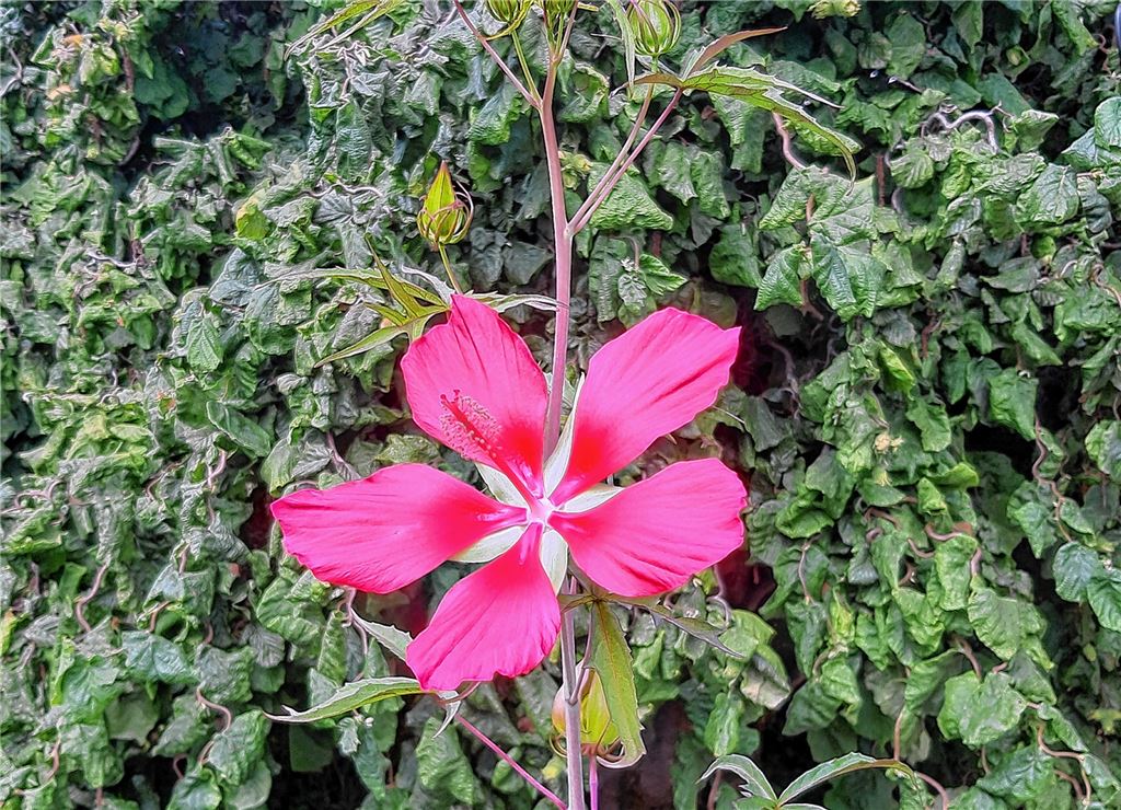 Blumengruß für alle, die heute Geburtstag haben, von Hildegard Seichter, Mühlacker.