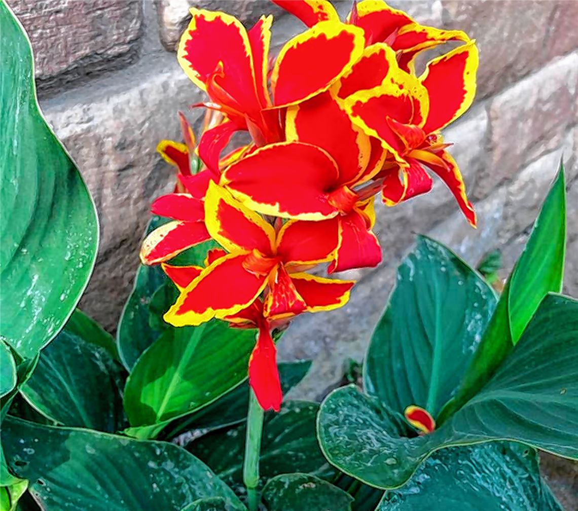 Blumengruß für alle, die heute Geburtstag haben, von Alexander Meinecke.