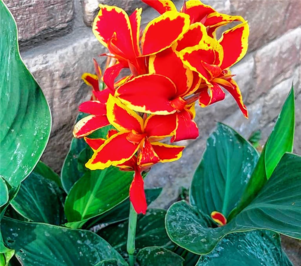 Blumengruß für alle, die heute Geburtstag haben, von Alexander Meinecke.