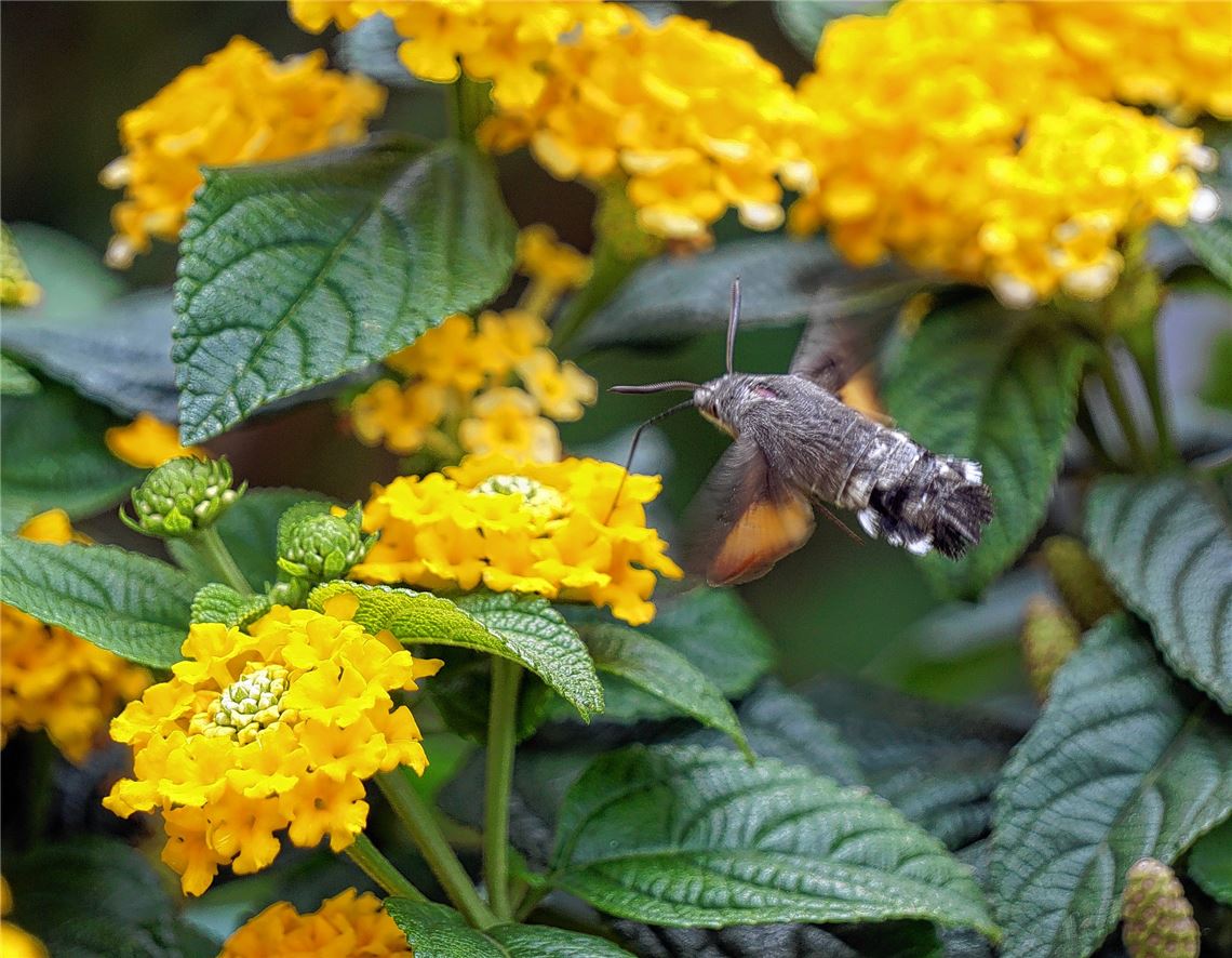 Blumengruß für alle, die heute Geburtstag haben, von Susanne Heugel, Schmie.