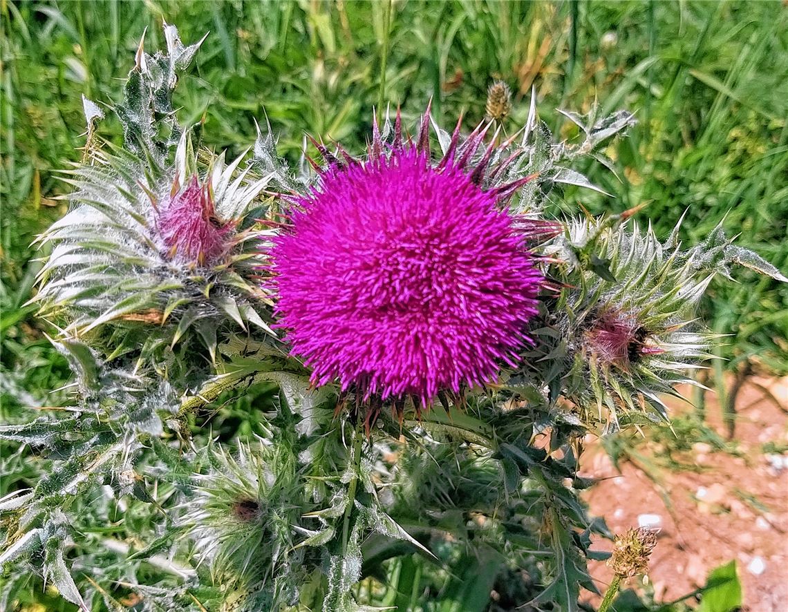 Blumengruß für alle, die heute Geburtstag haben, von Wolfgang Frommer, Zaisersweiher.
