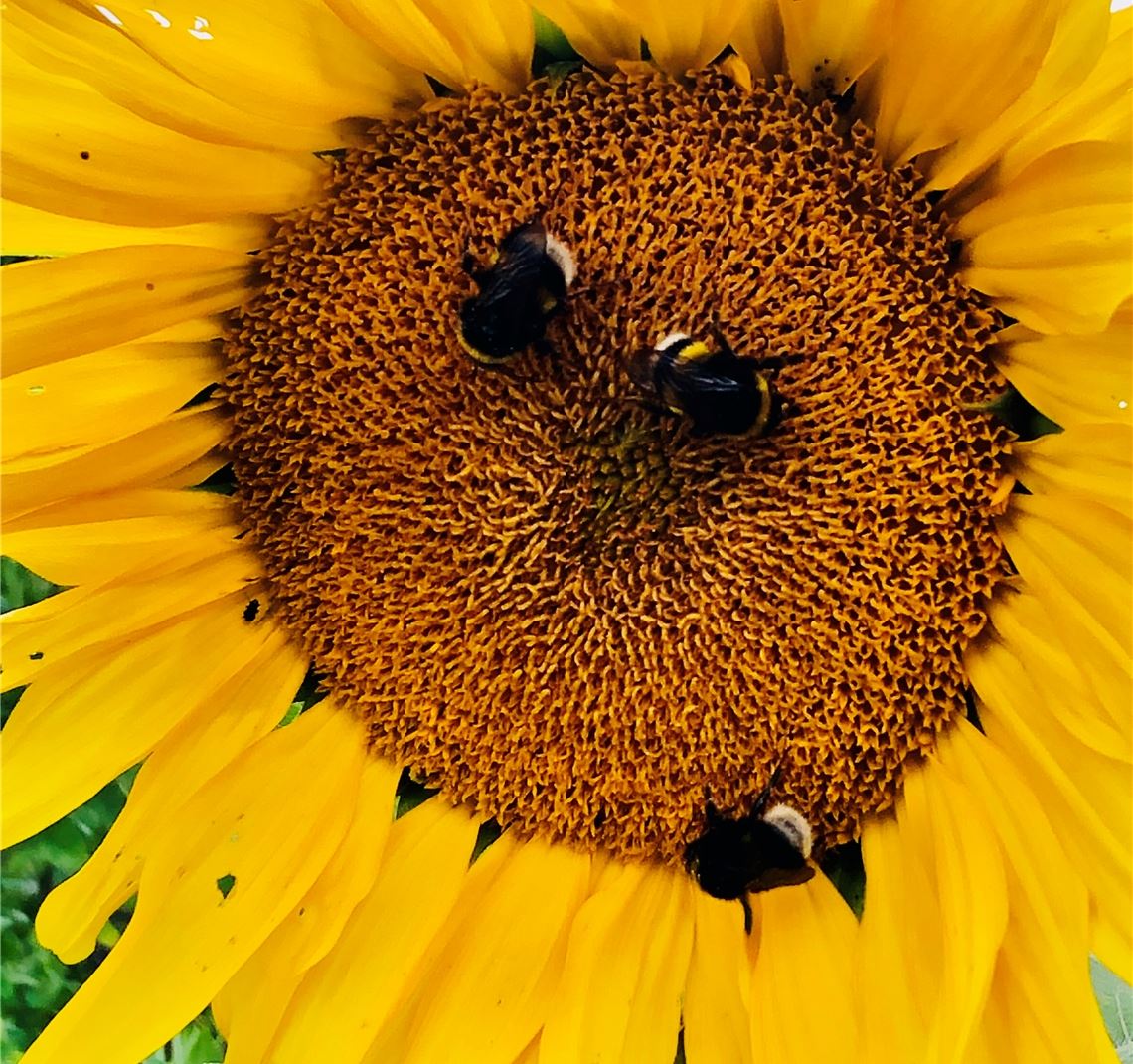Blumengruß für alle, die heute Geburtstag haben, von Achim Dürr.