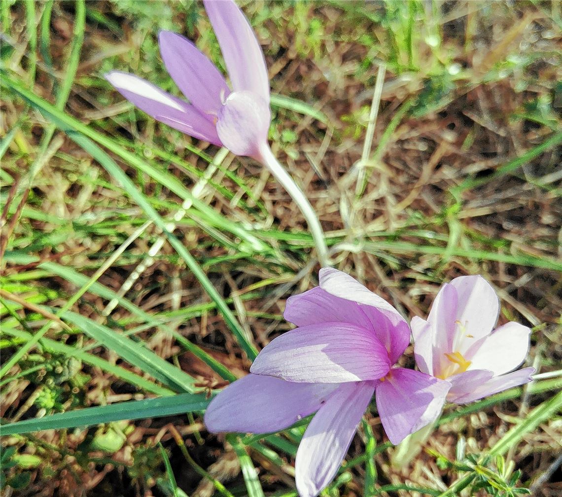 Blumengruß für alle, die heute Geburtstag haben, von Andrea Lorenz aus Schönenberg.