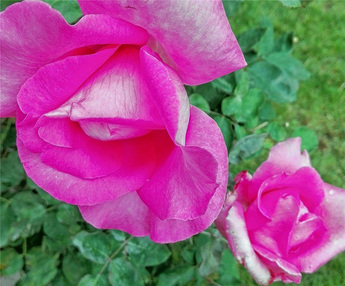 Blumengruß für alle, die heute Geburtstag haben, von Beate Eitelbuss.
