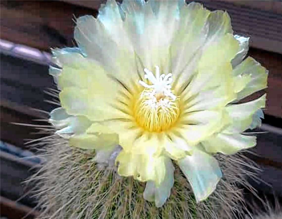 Blumengruß für alle, die heute Geburtstag haben, von Betina Kehrer aus Oberderdingen.