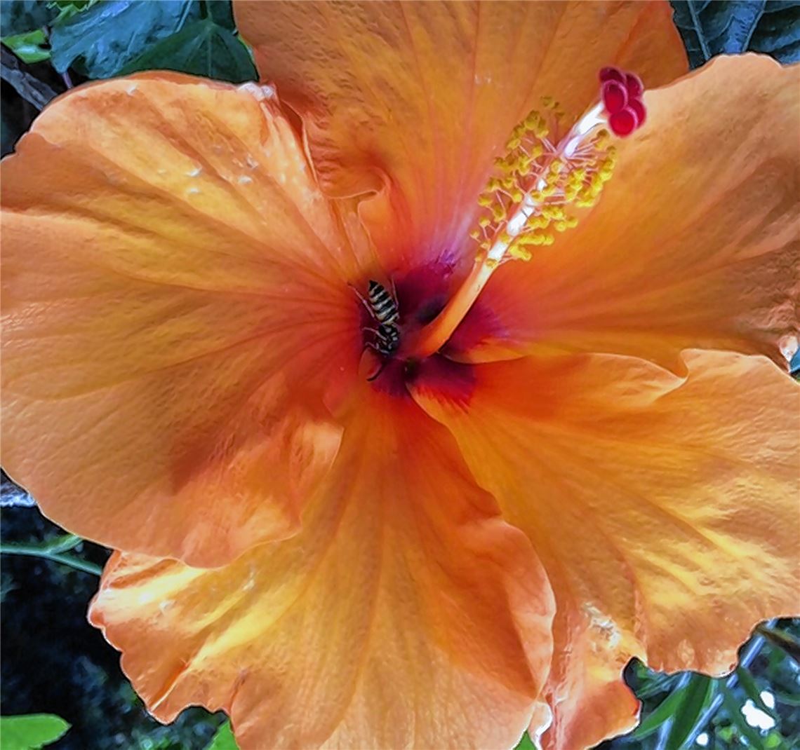 Blumengruß für alle, die heute Geburtstag haben, von Carmen Mitsch.