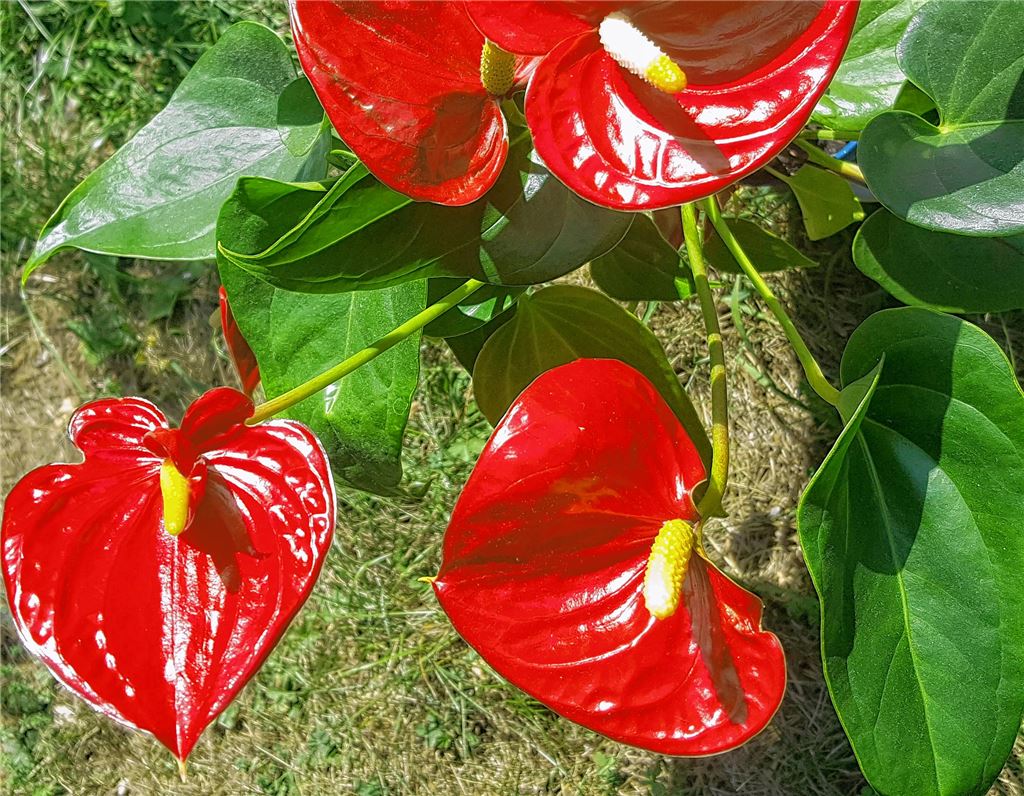 Blumengruß für alle, die heute Geburtstag haben, von Dieter Aichele aus Lomersheim.