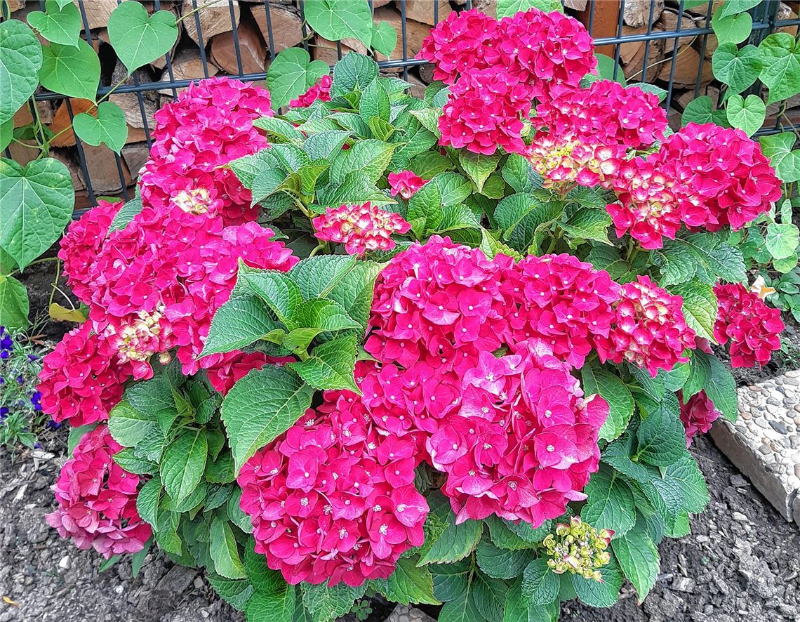 Blumengruß für alle, die heute Geburtstag haben, von Dieter Wöntz.