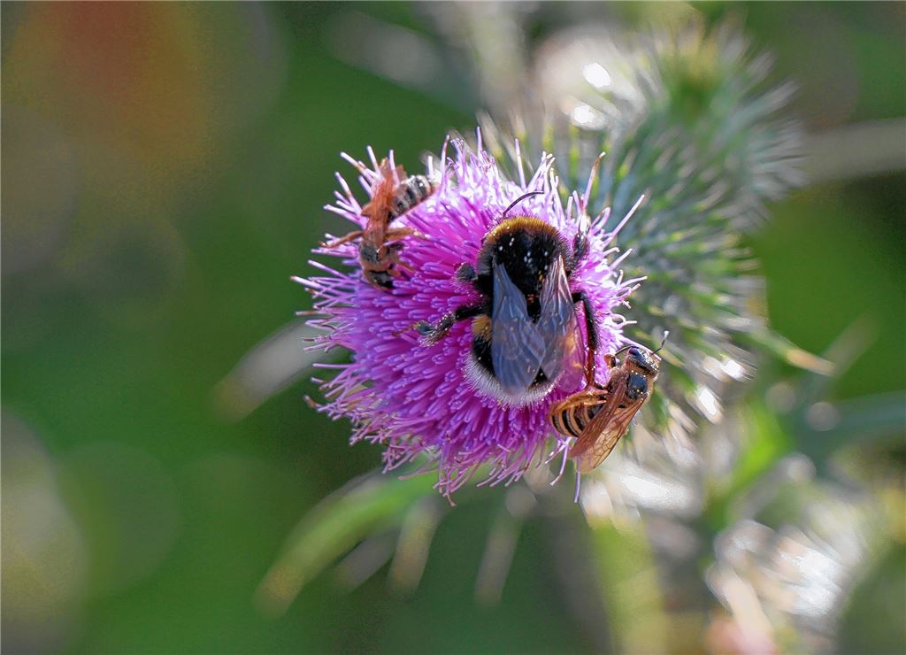 Blumengruß für alle, die heute Geburtstag haben, von Elmar Sawallich, Lomersheim.